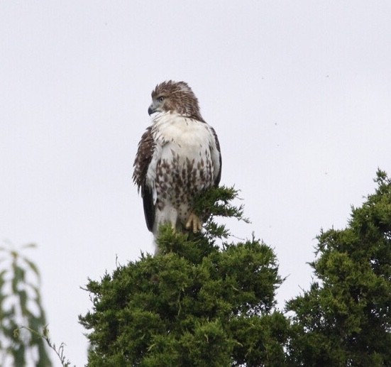 Red-tailed Hawk - Jim Grieshaber