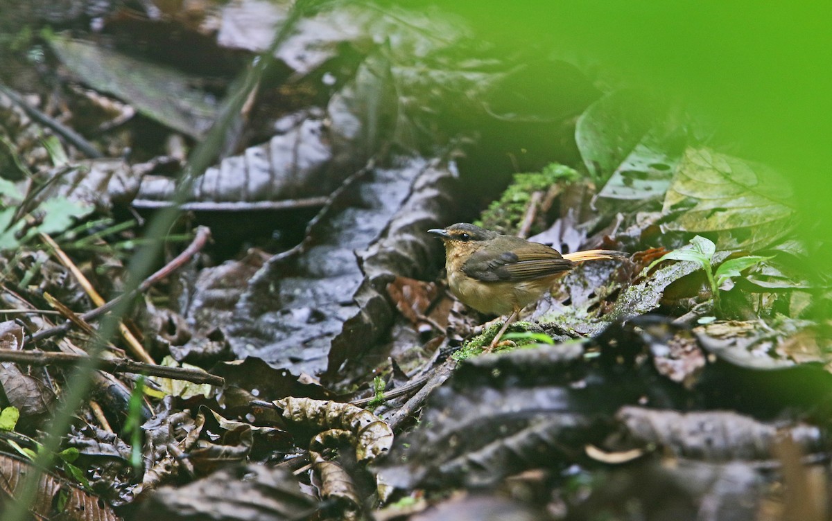 Buff-rumped Warbler - ML176802091