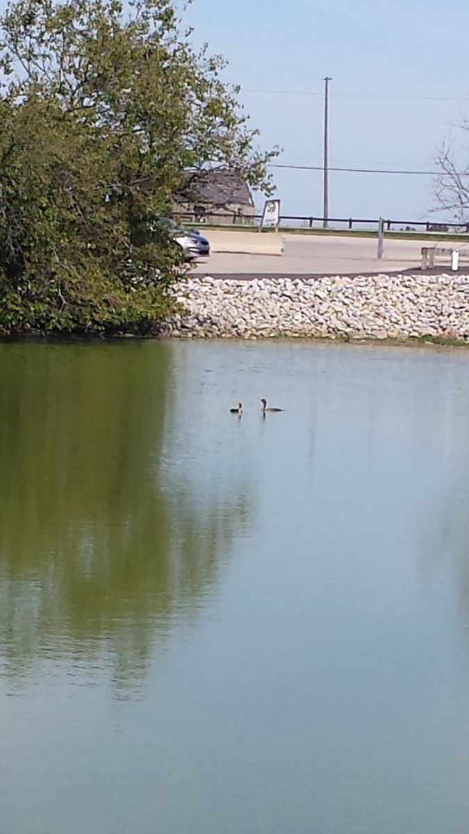 Double-crested Cormorant - ML176802111