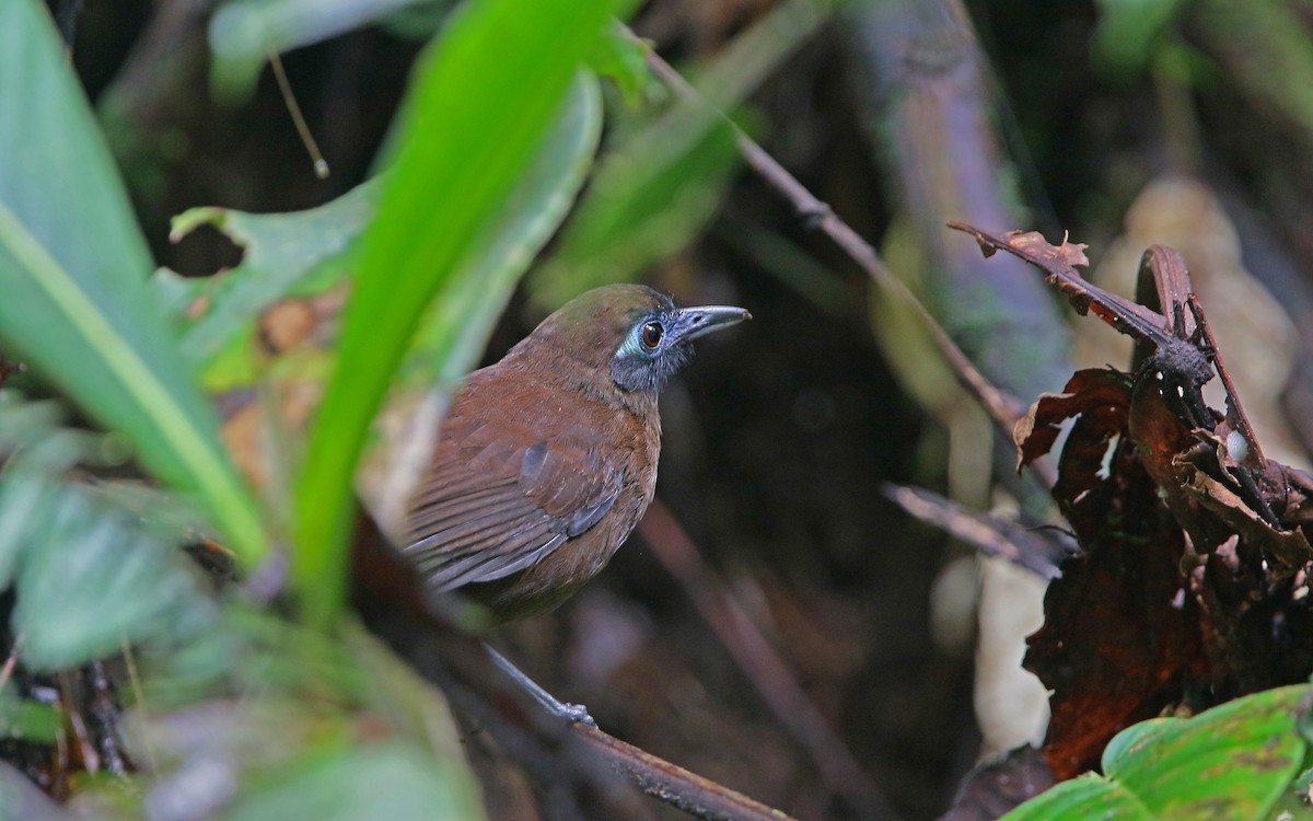 Zeledon's Antbird - ML176802711