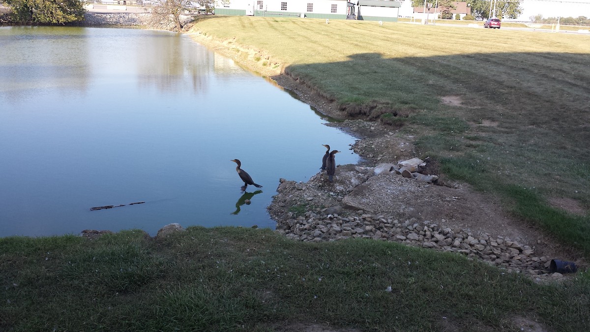 Double-crested Cormorant - ML176802811