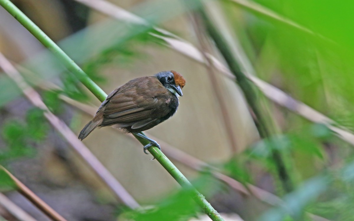 Weißkehl-Ameisenvogel - ML176802981