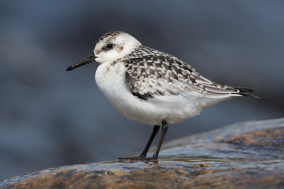 Bécasseau sanderling - ML176803941