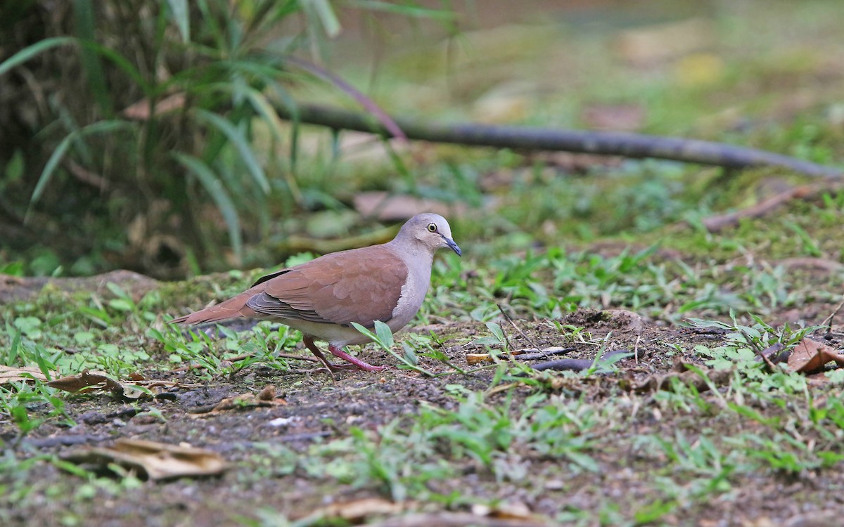 Pallid Dove - Christoph Moning