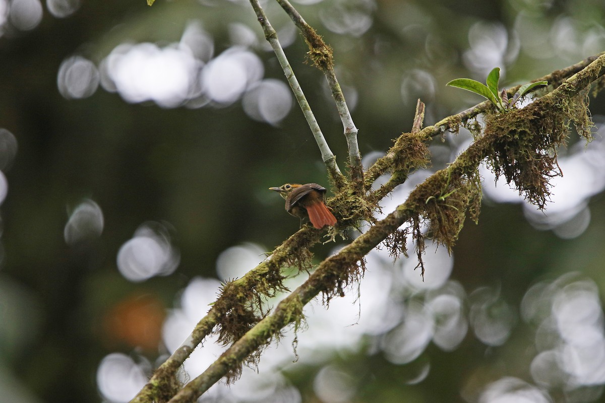 Scaly-throated Foliage-gleaner - ML176806321