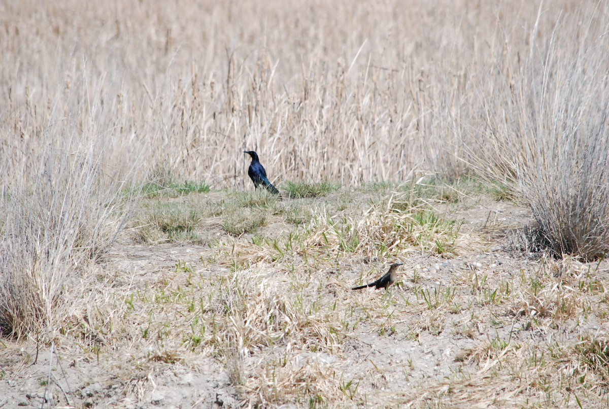 Great-tailed Grackle - Noel Zaugg