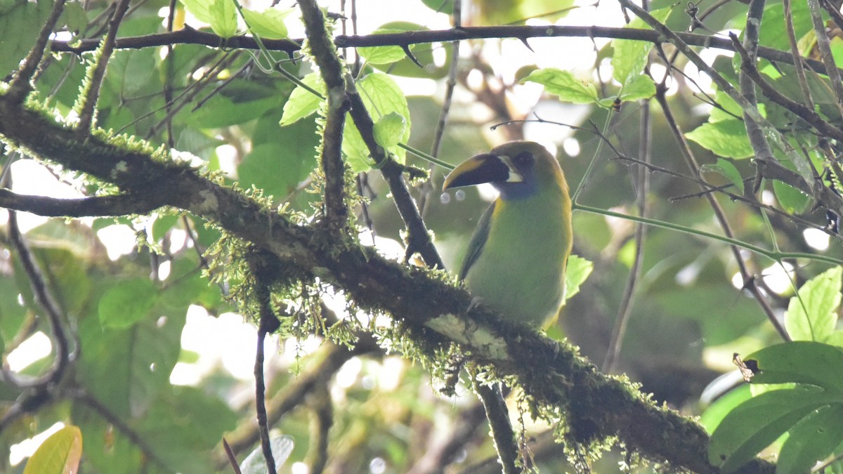 Northern Emerald-Toucanet - Curtis McCamy