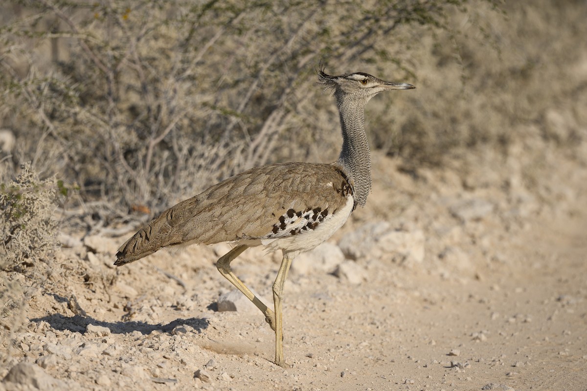 Kori Bustard - ML176809101