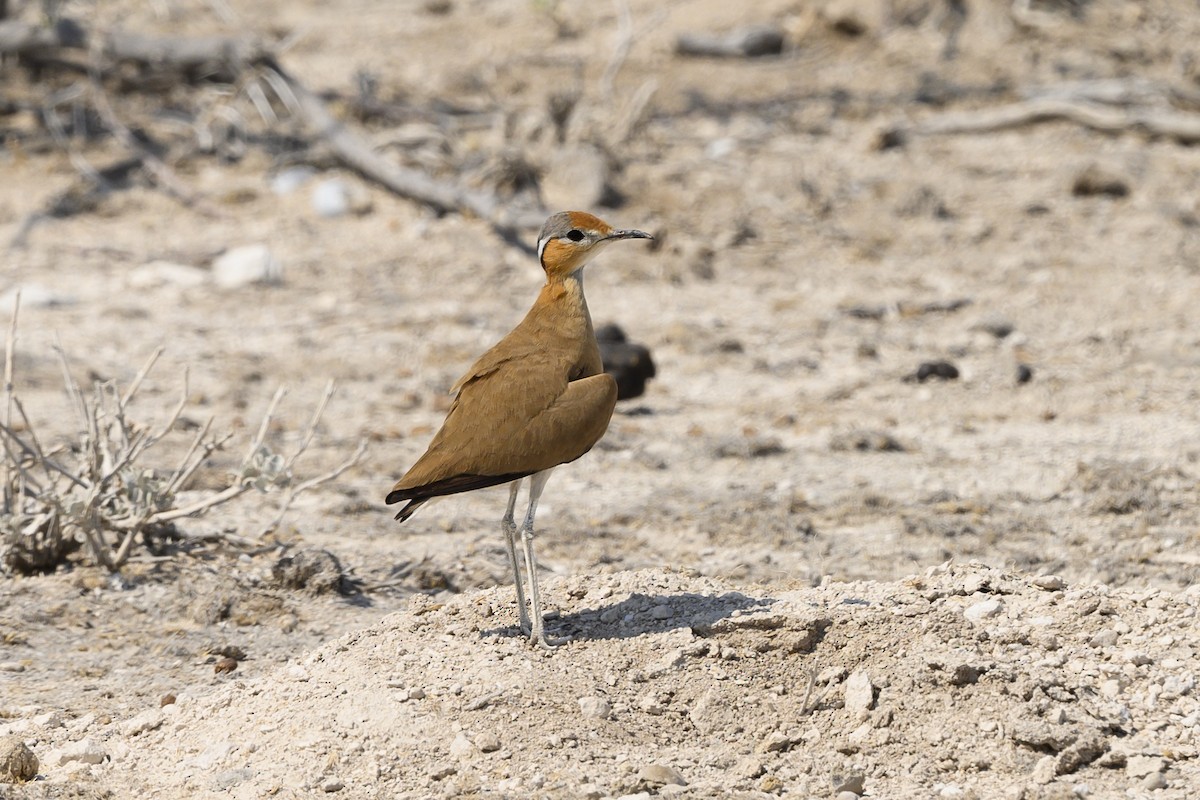 Burchell's Courser - ML176809391