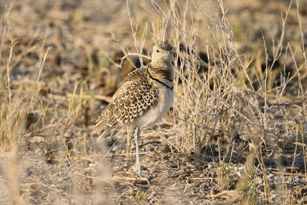 Double-banded Courser - ML176809511