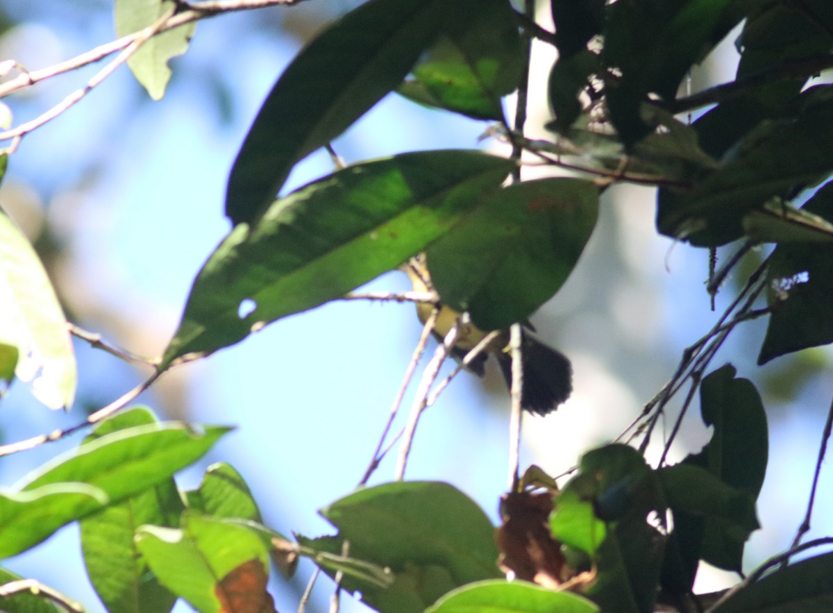 Black-tailed Flycatcher (Buff-rumped) - ML176809631