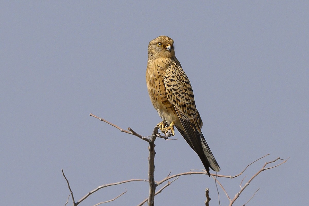 Greater Kestrel - ML176809711