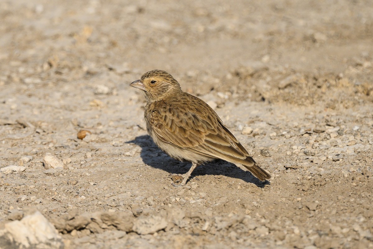 Gray-backed Sparrow-Lark - ML176809871