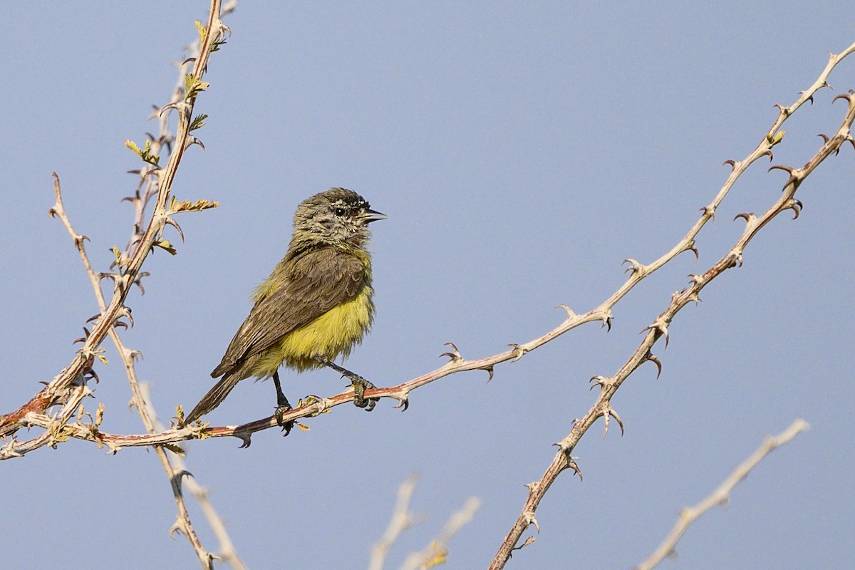 Southern Penduline-Tit - ML176810101