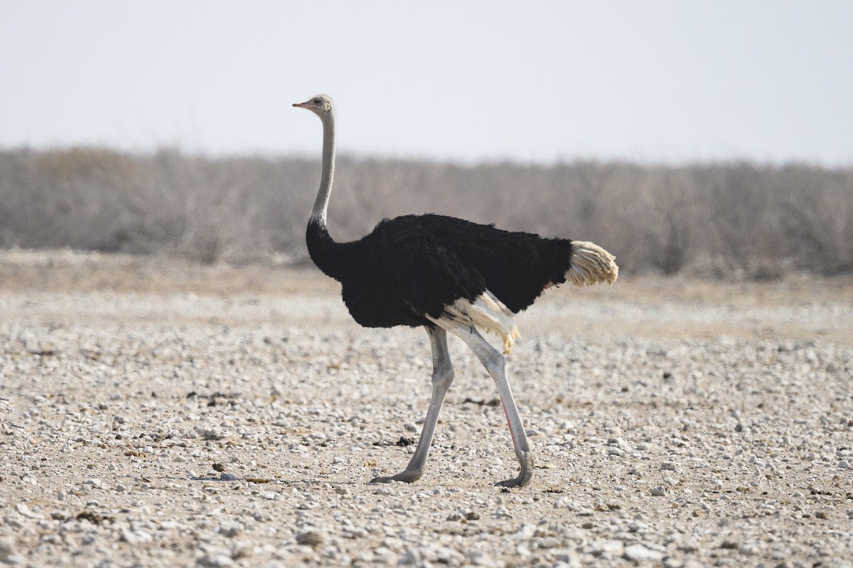 Common Ostrich - ML176810871