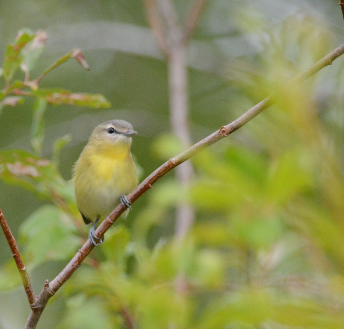 Philadelphia Vireo - ML176811591