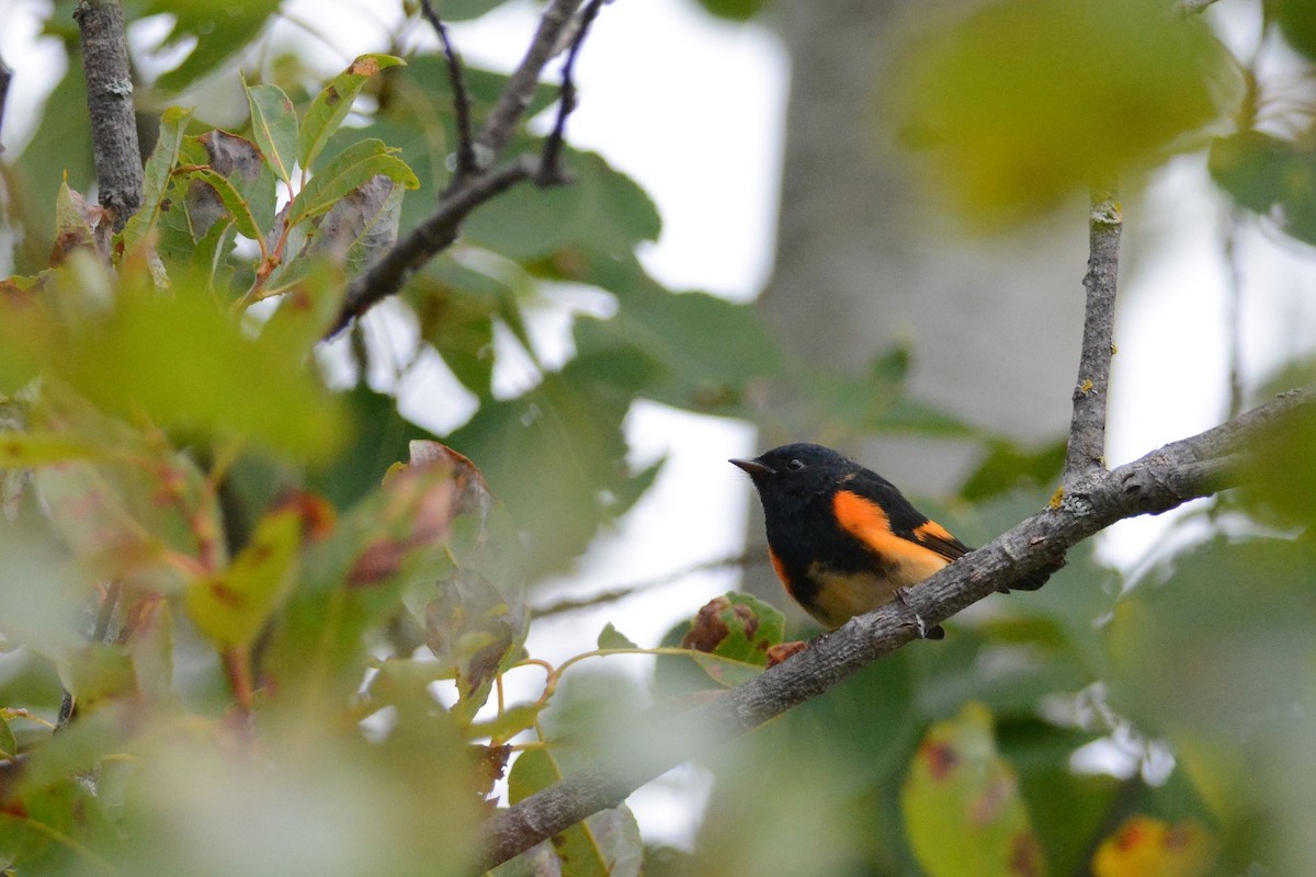 American Redstart - ML176812561