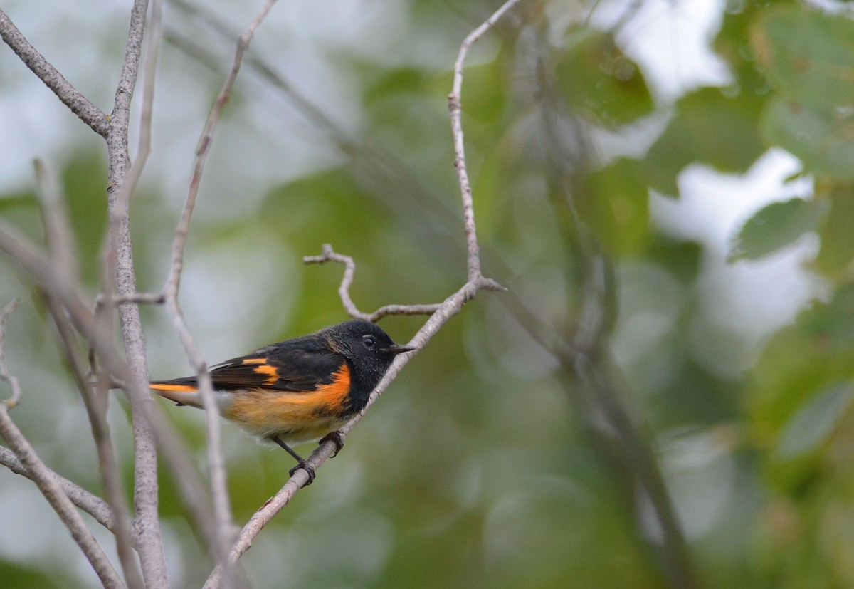 American Redstart - ML176812591