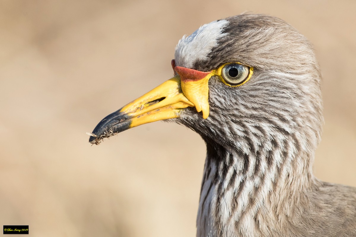 Wattled Lapwing - ML176812681