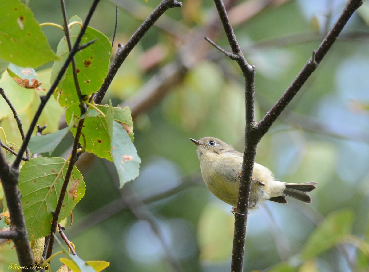 Ruby-crowned Kinglet - ML176812811