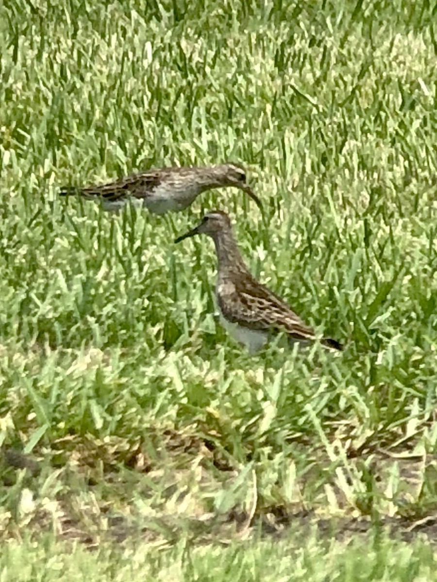 Pectoral Sandpiper - Soule Mary