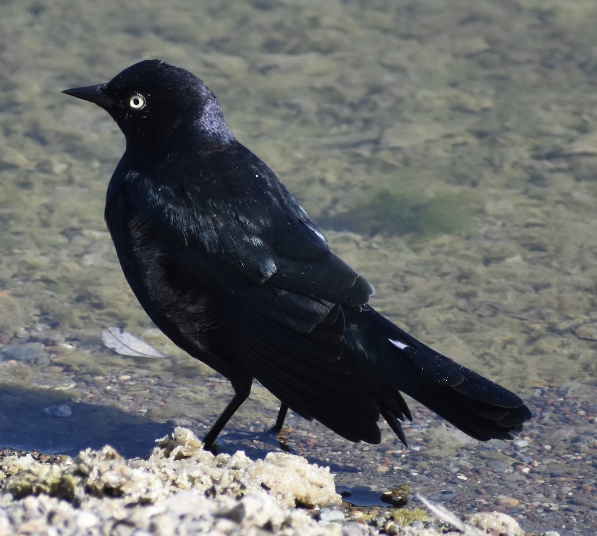 Brewer's Blackbird - ML176814281