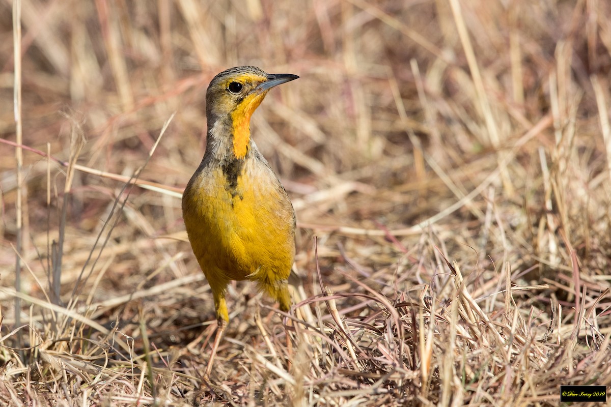 Orange-throated Longclaw - ML176814911