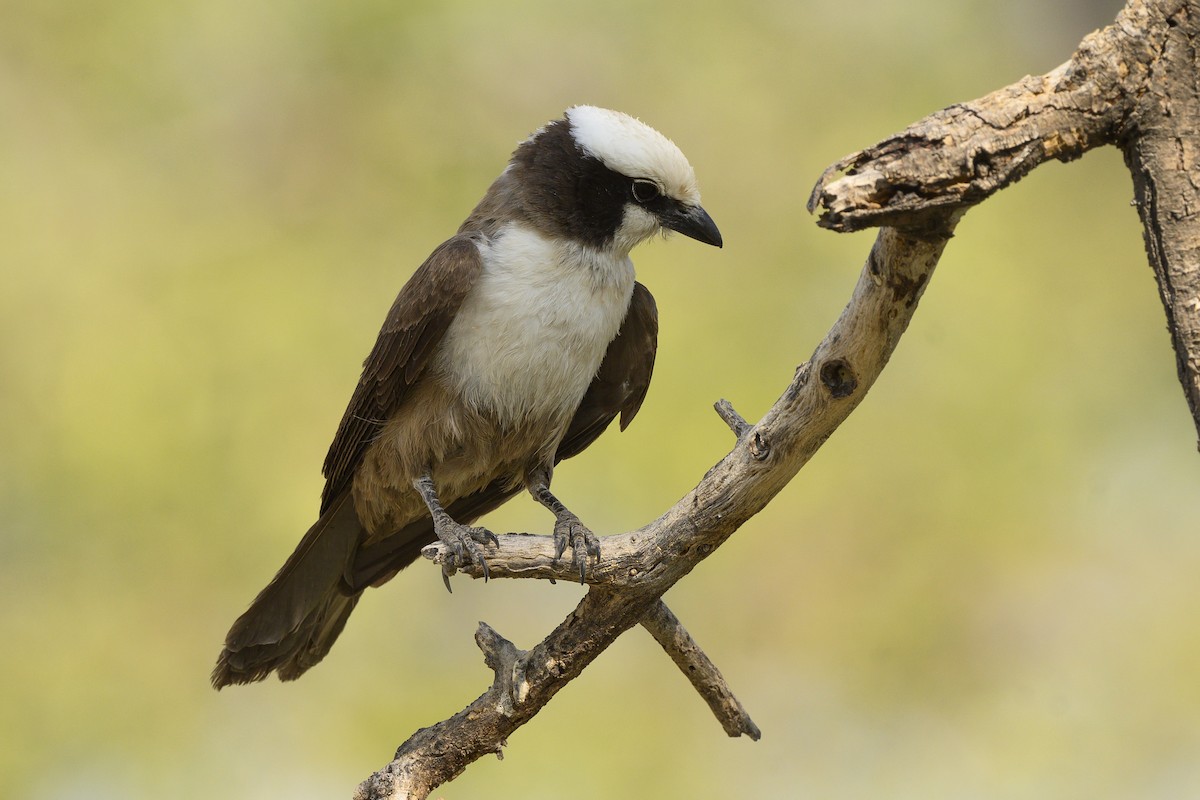 White-crowned Shrike - ML176815301