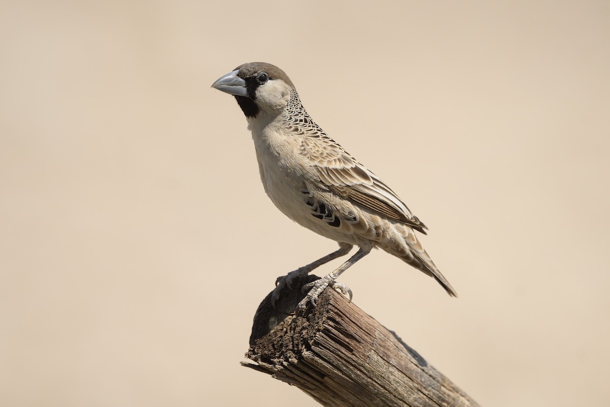 Sociable Weaver - Peter Hawrylyshyn