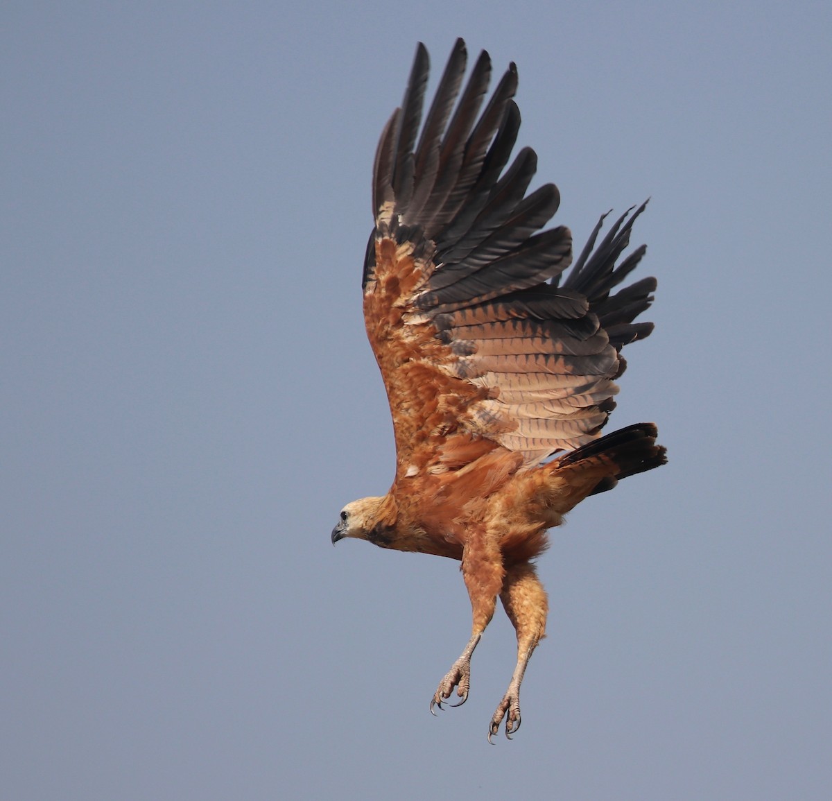 Black-collared Hawk - ML176815791