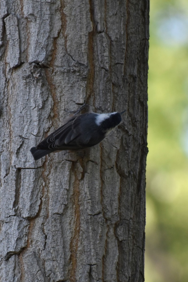 White-breasted Nuthatch - ML176816101