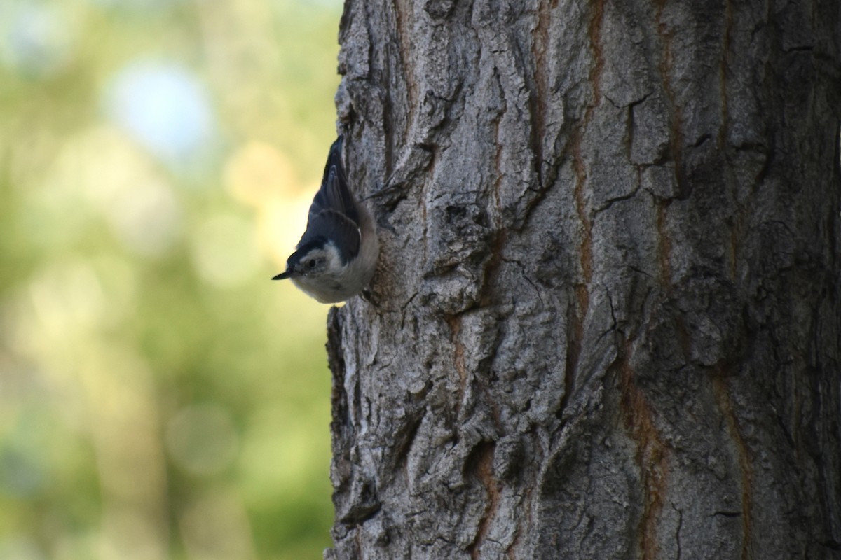 White-breasted Nuthatch - ML176816151