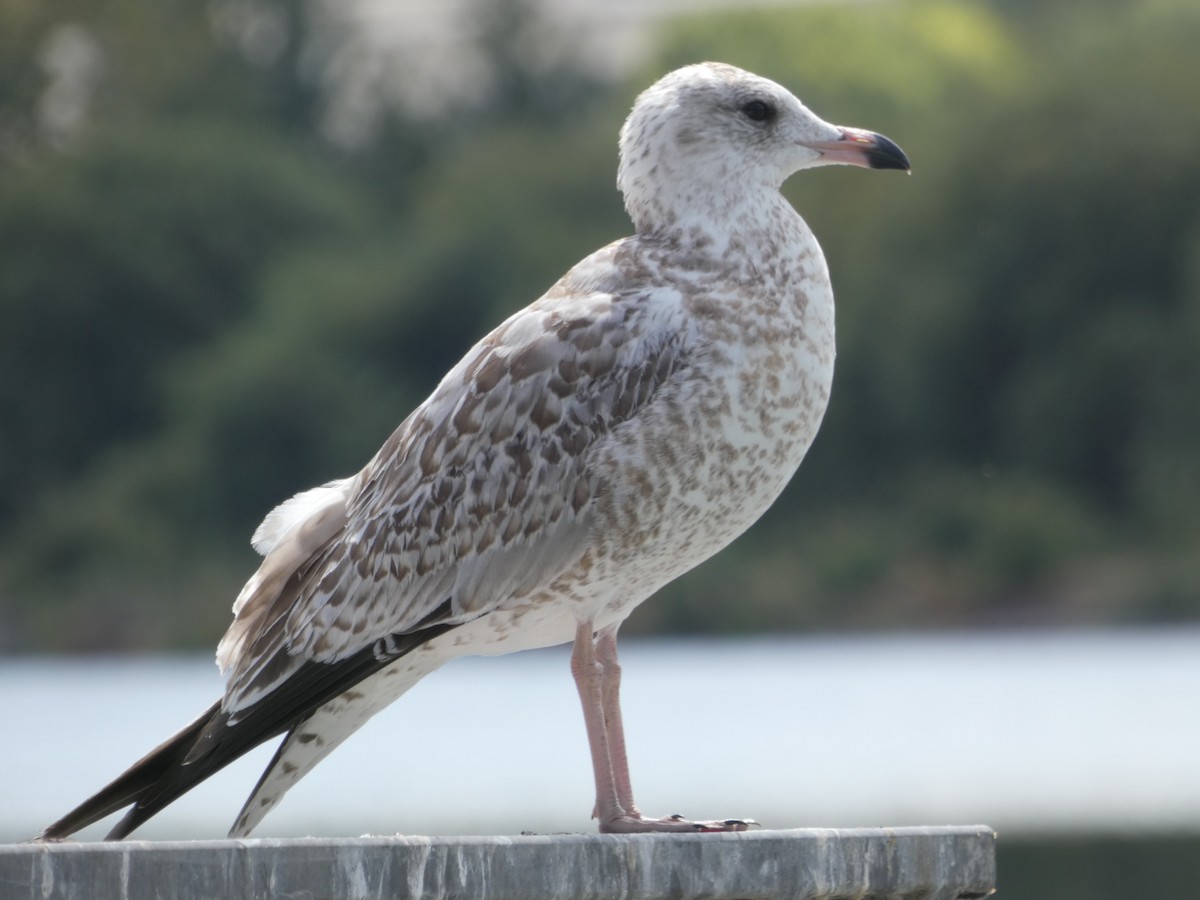 Ring-billed Gull - Ben Davis