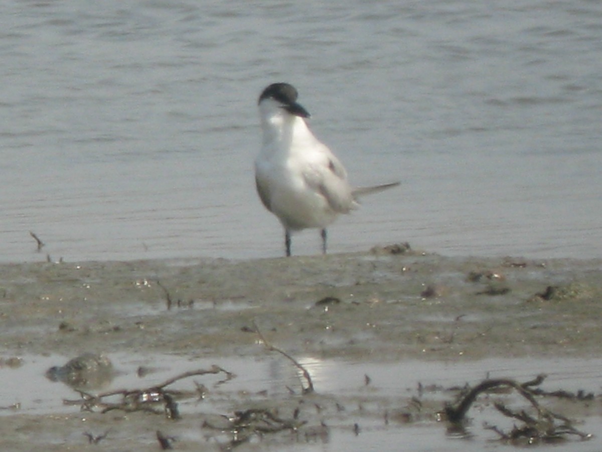 Gull-billed Tern - ML176817531