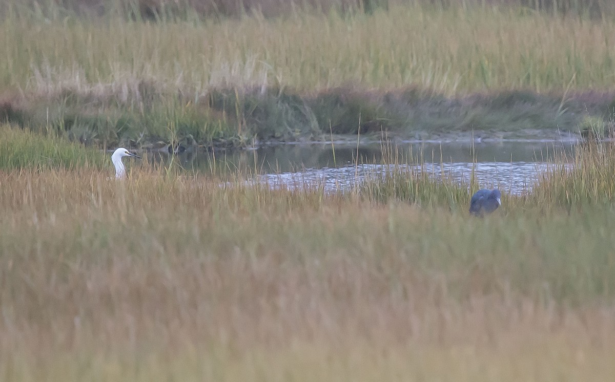 Little Blue Heron - Ronnie d'Entremont