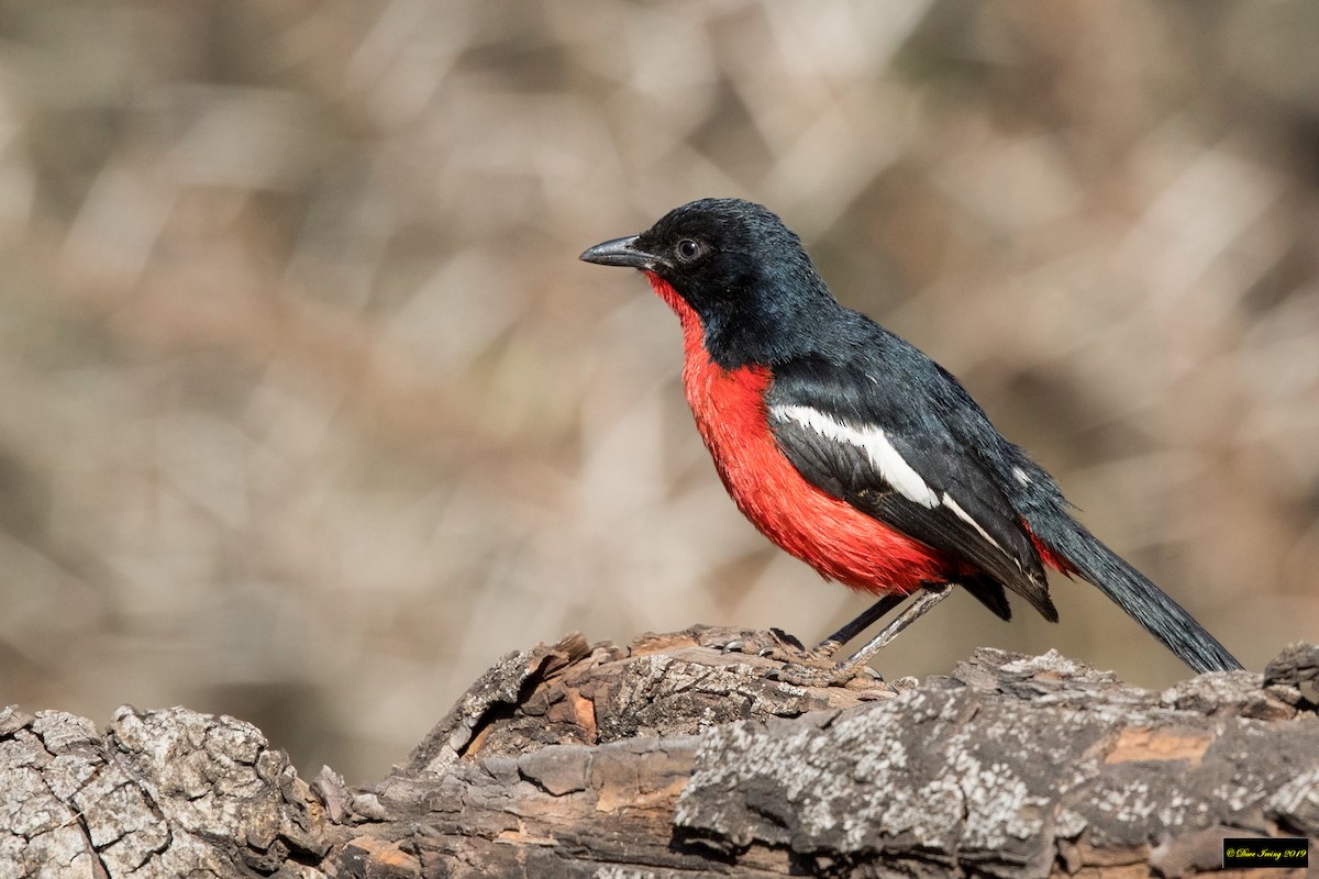 Crimson-breasted Gonolek - ML176818921