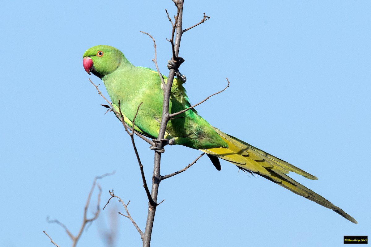 Rose-ringed Parakeet - ML176820001