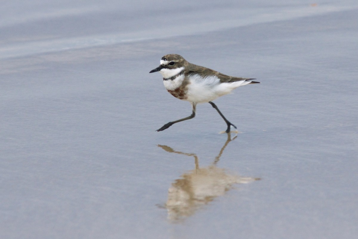 Double-banded Plover - ML176821331