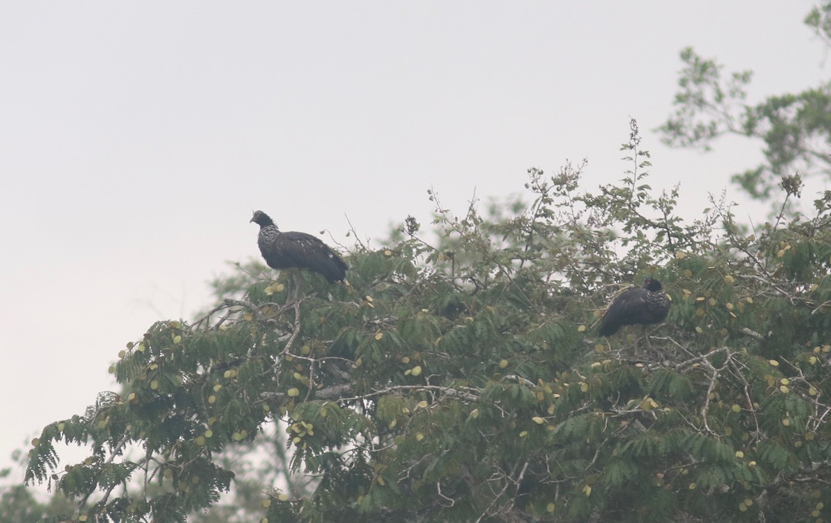 Horned Screamer - ML176823401