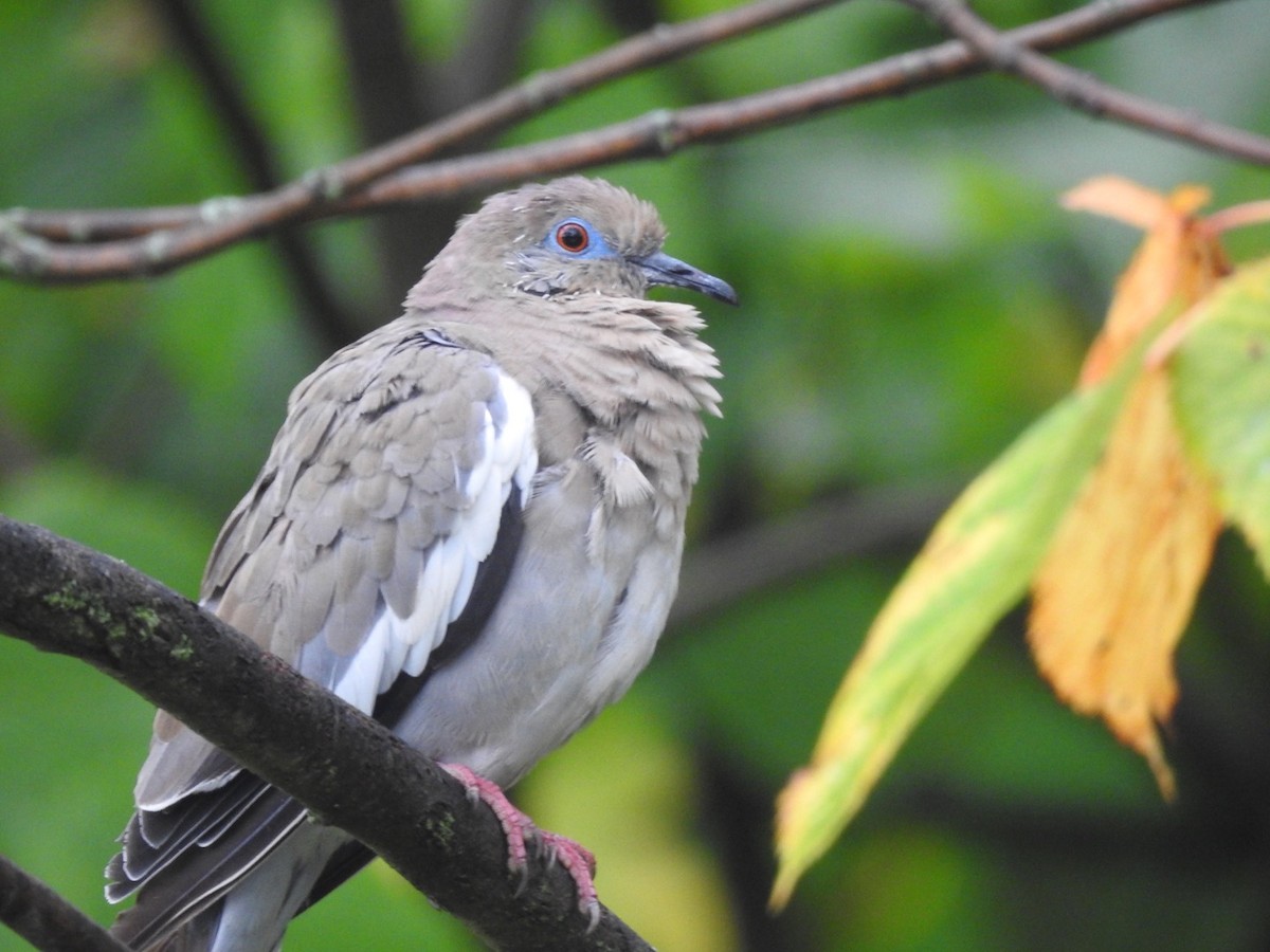 White-winged Dove - ML176824551