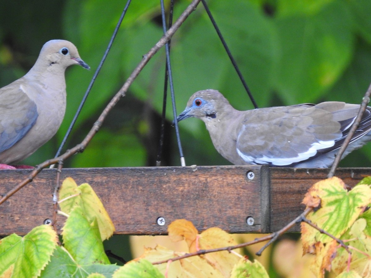 White-winged Dove - ML176824561