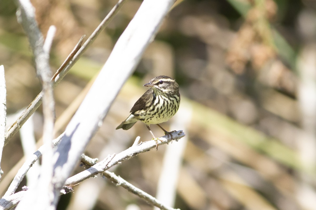 Northern Waterthrush - Nathan French