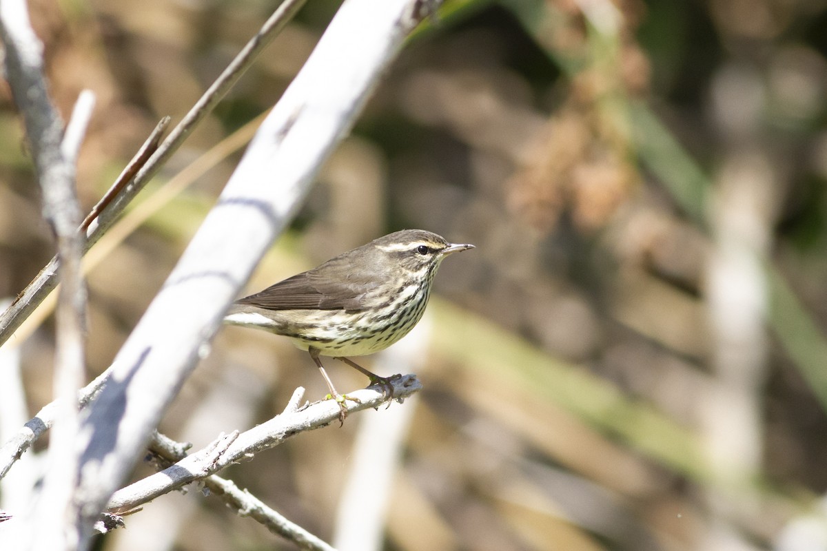 Northern Waterthrush - ML176825711