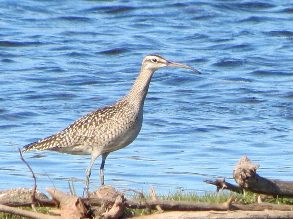 Whimbrel - ML176825921