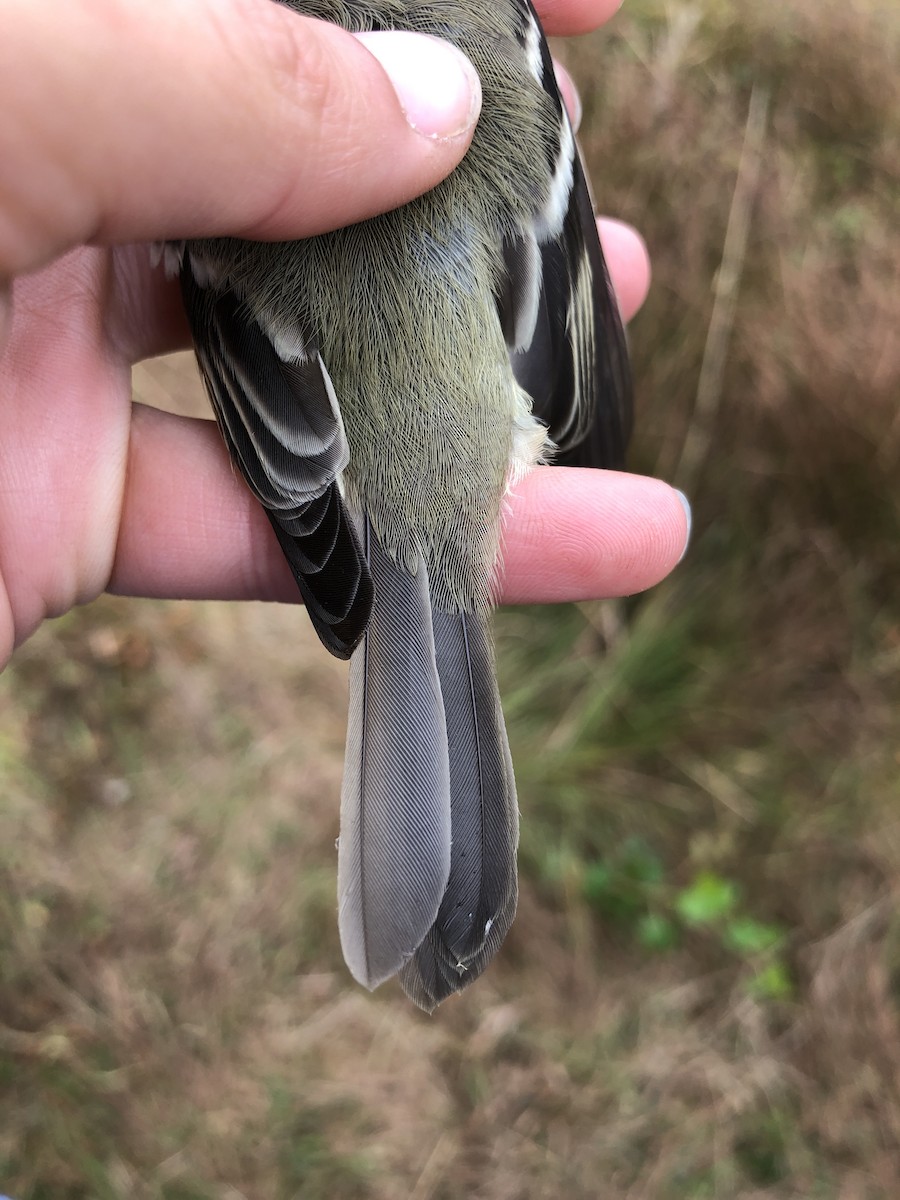 Hammond's Flycatcher - ML176826221