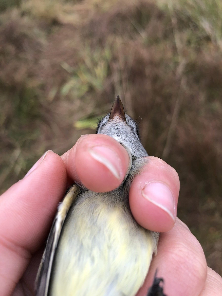 Hammond's Flycatcher - Lucinda Zawadzki