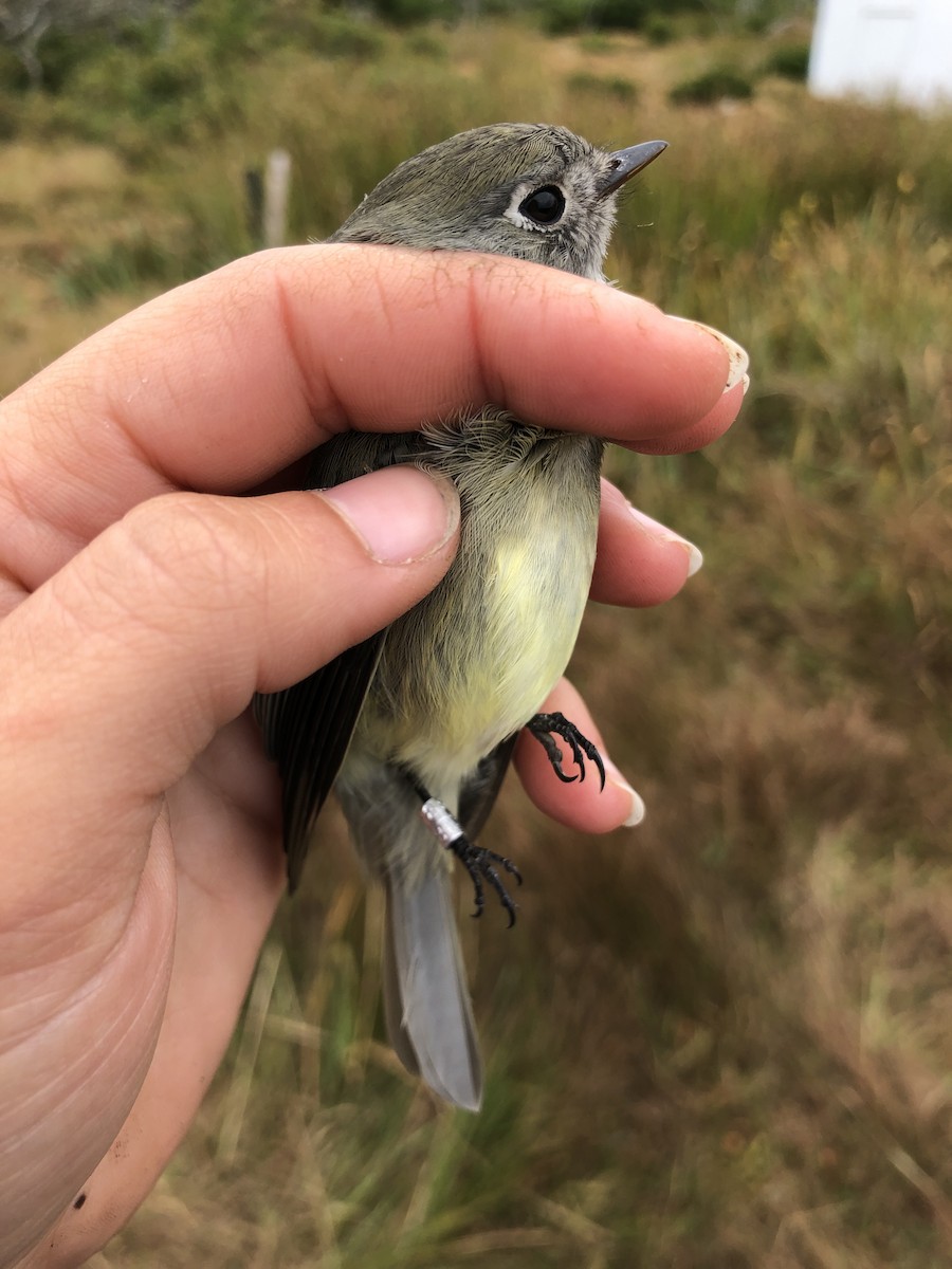 Hammond's Flycatcher - ML176826241