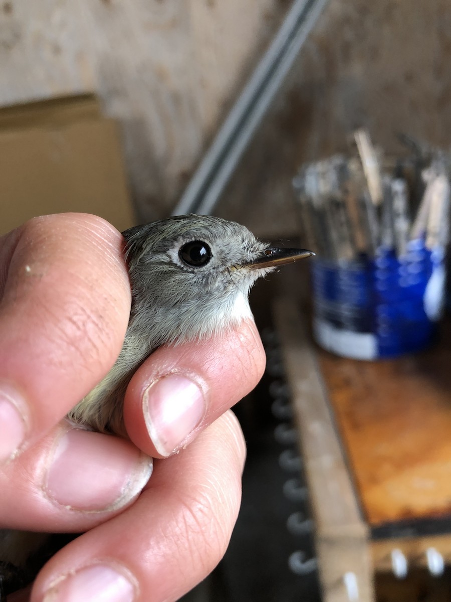 Hammond's Flycatcher - ML176826311