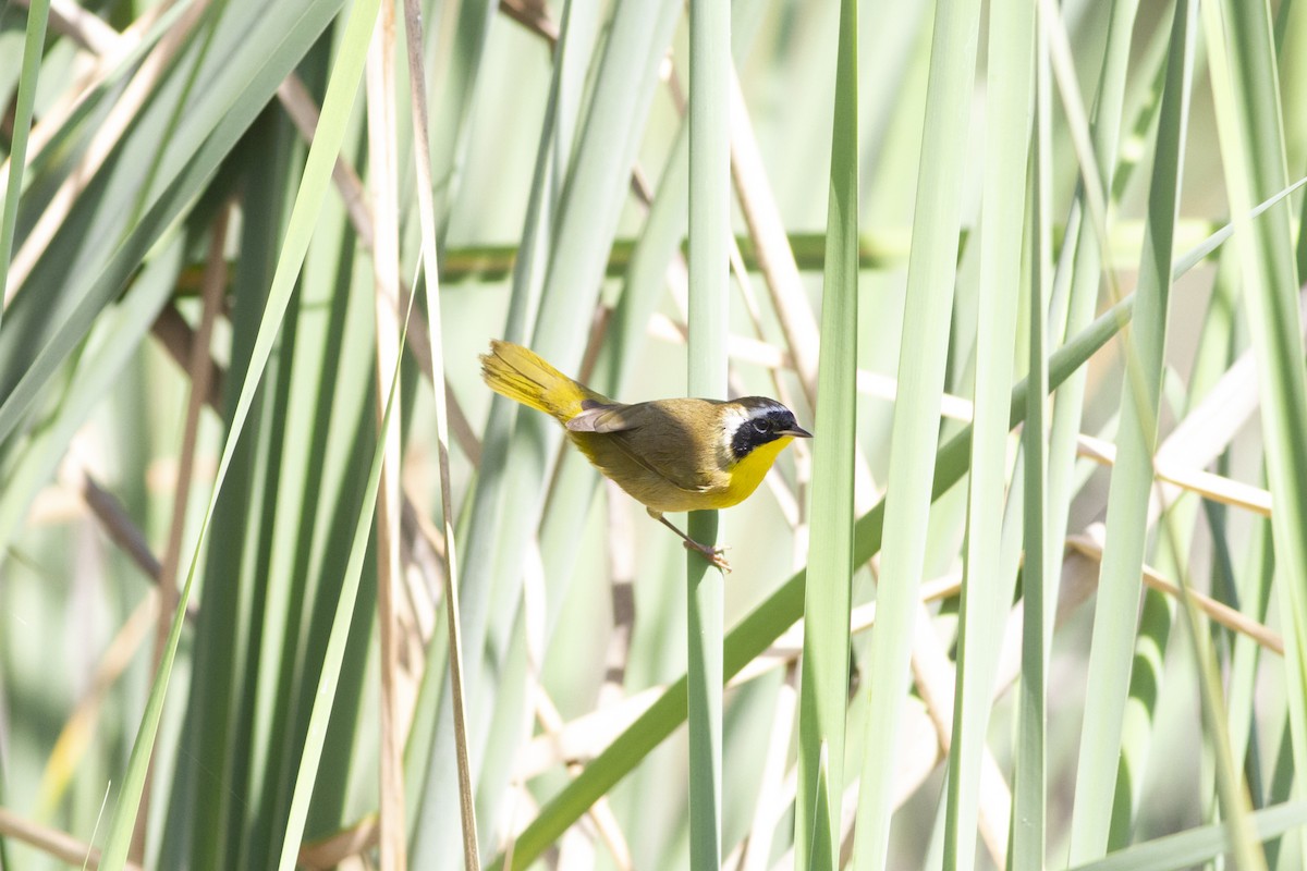 Common Yellowthroat - ML176826341