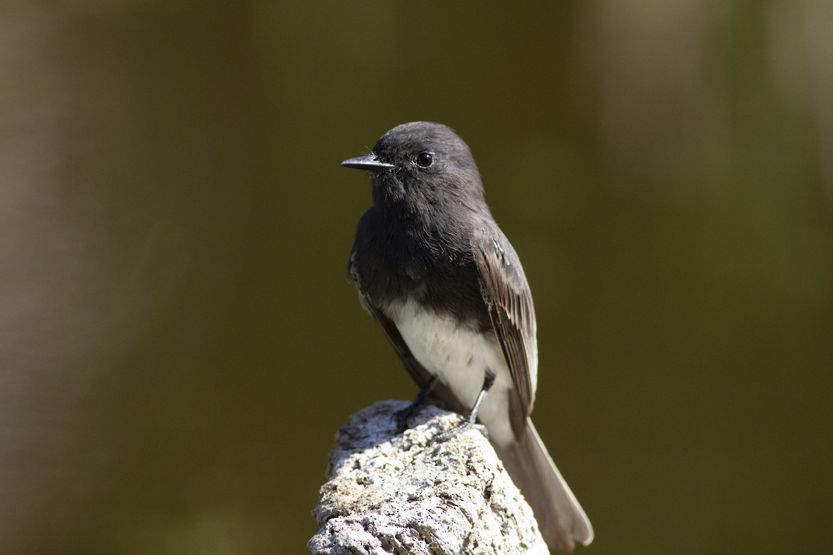 Black Phoebe - ML176826501